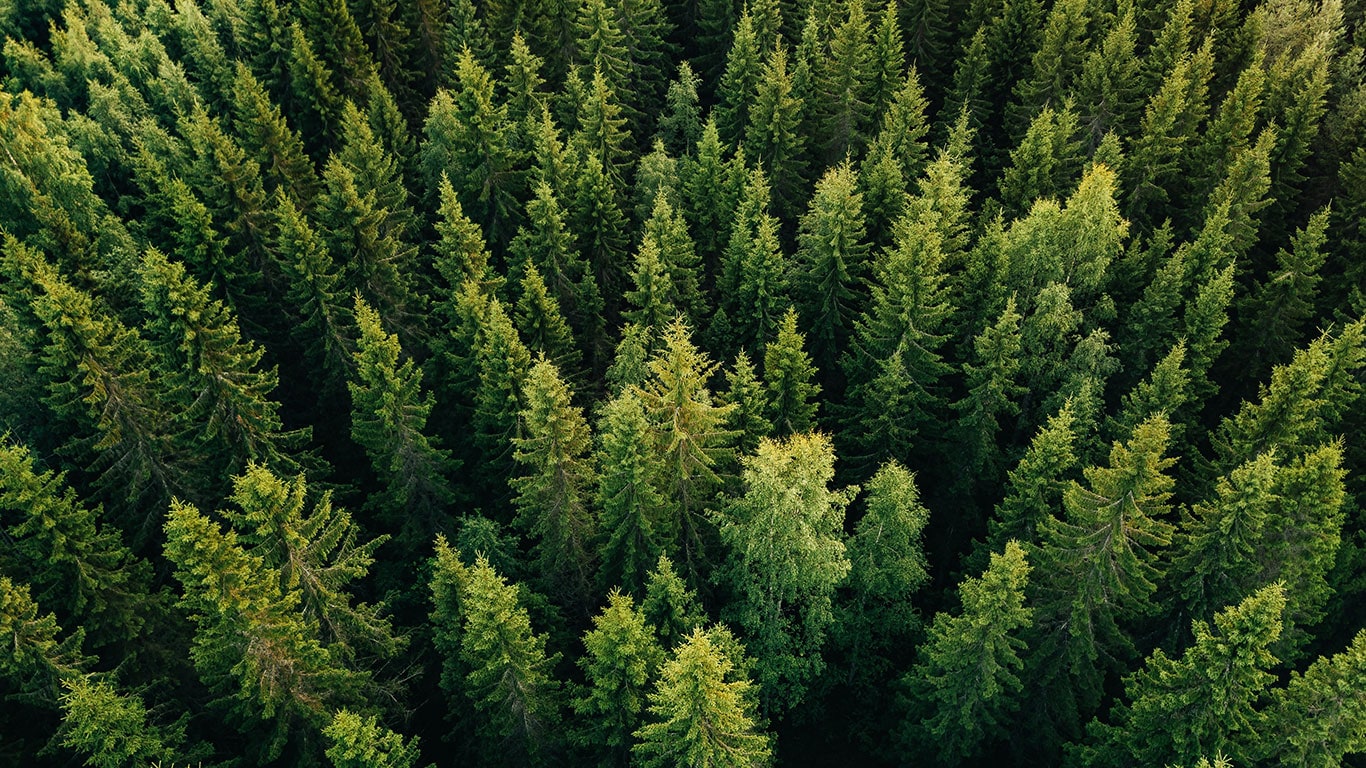 Vihreä metsä