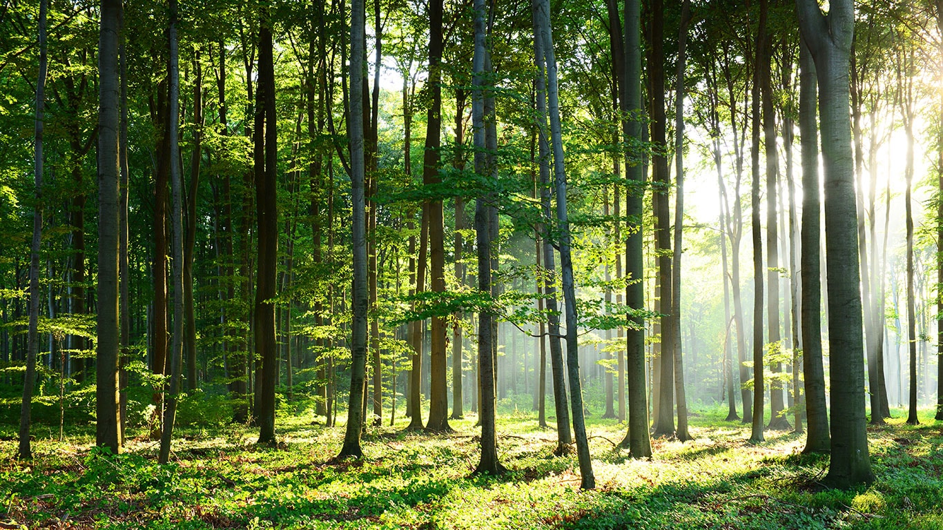 Valoa vihreässä metsässä