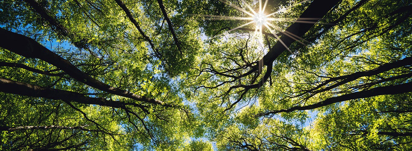 Aurinko paistaa metsässä