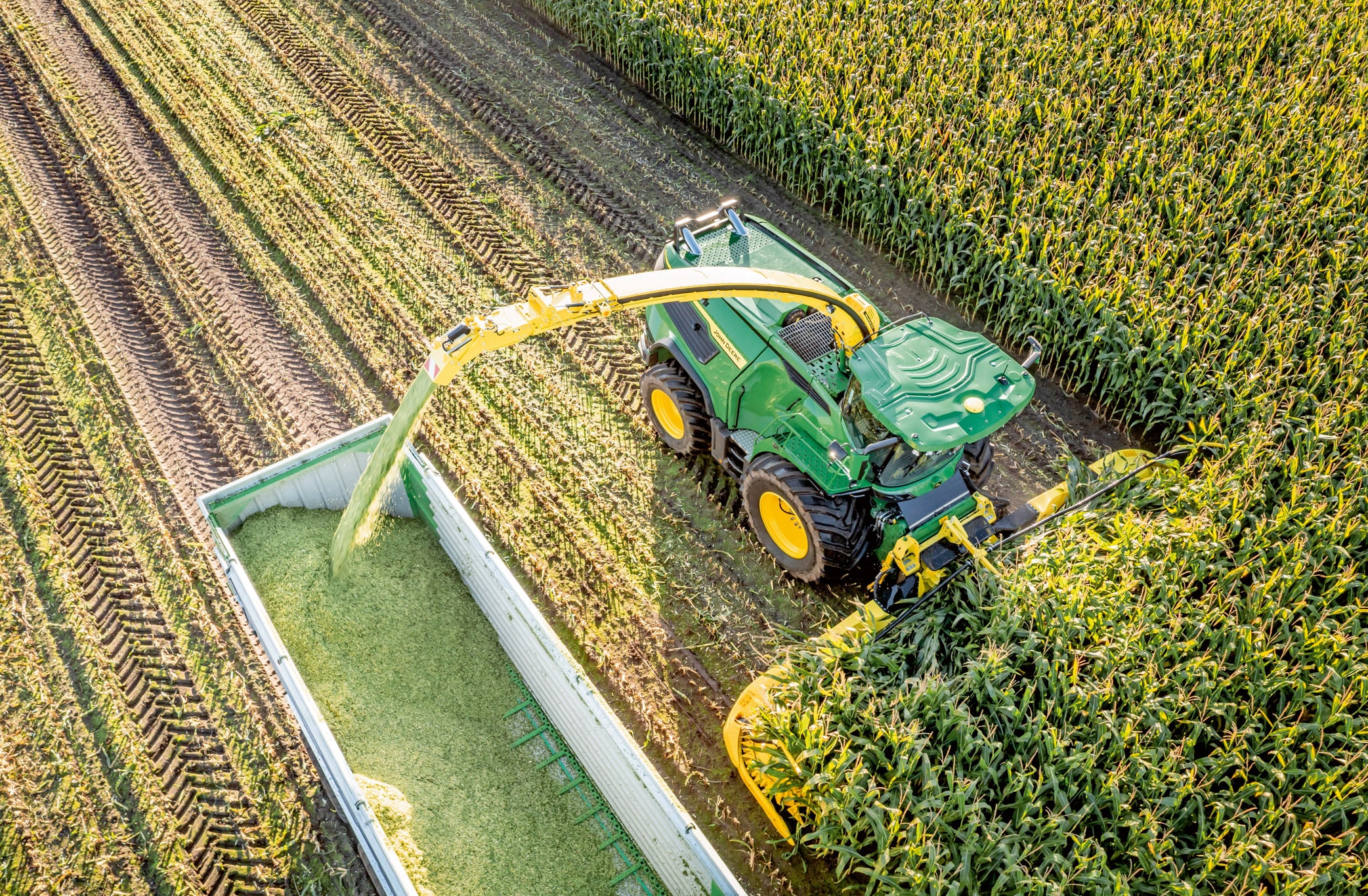 Ilmakuva vihreästä John Deere -ajosilppurista, joka korjaa maissia ja siirtää silputtua säilörehua perävaunuun suurella maissipellolla.